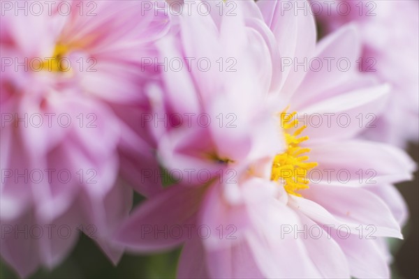 Studio shot of pink dahlias in selective focus