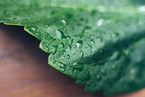 Studio shot of wet leaf