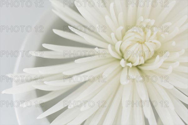 Studio shot of white flower