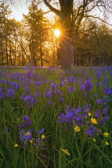 Camas in meadow