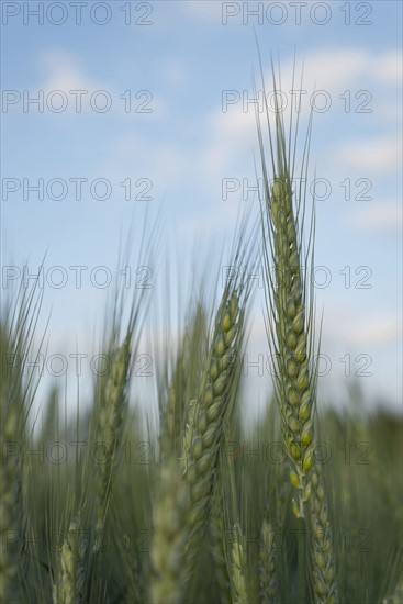 Wheat in field