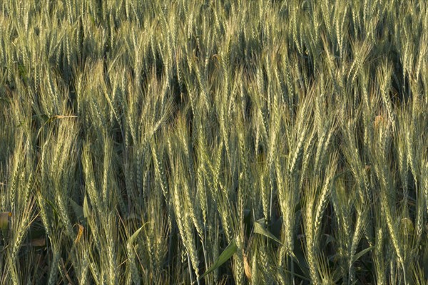 Wheat in field