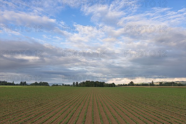 Bean field against cloudy sky
