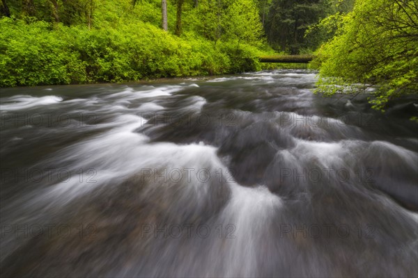 Stream in forest