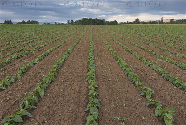 Bean field in diminishing perspective