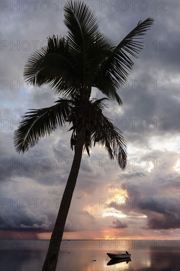 Palm tree at sunset