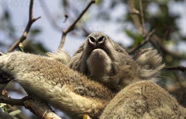 Low angle of Koala on tree