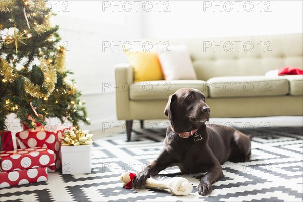 Chocolate Labrador lying on carpet next to Christmas tree