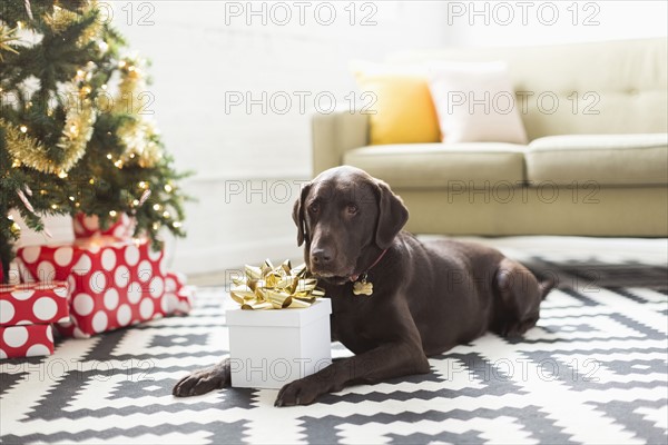 Chocolate Labrador lying on carpet next to Christmas tree