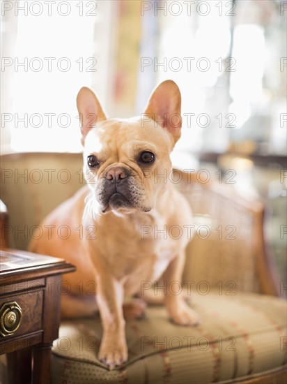 Portrait of French bulldog sitting in armchair