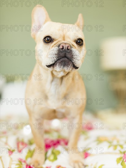 Studio shot of French bulldog on bedding