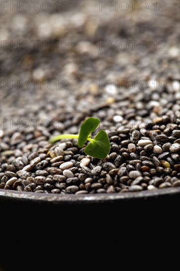 Close-up of china seeds and sprout