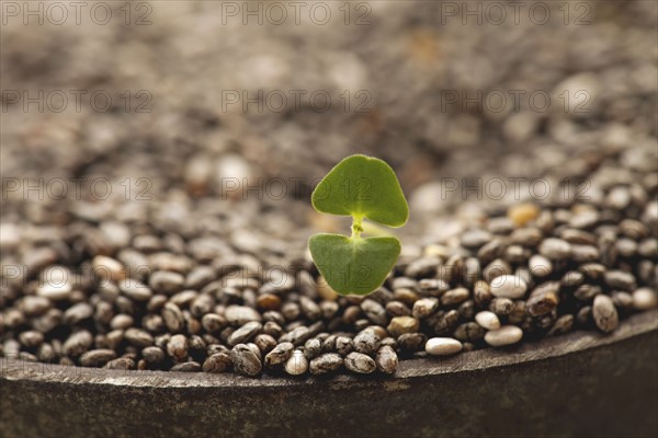 Close-up of china seeds and sprout