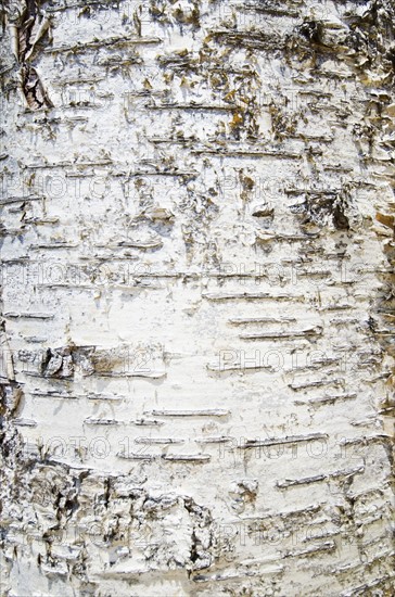 Close-up of tree bark