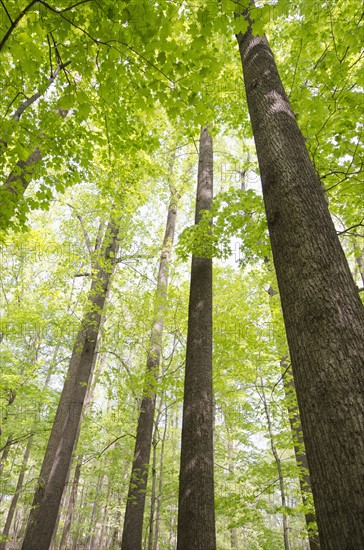 Low angle view of trees in forest