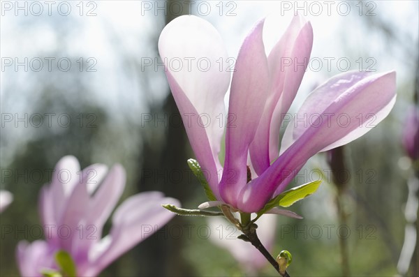 Close-up of blooming magnolia flower