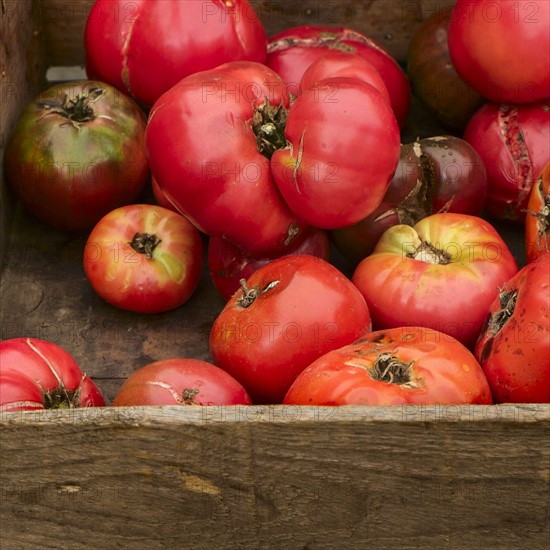 Heirloom tomatoes in crate.