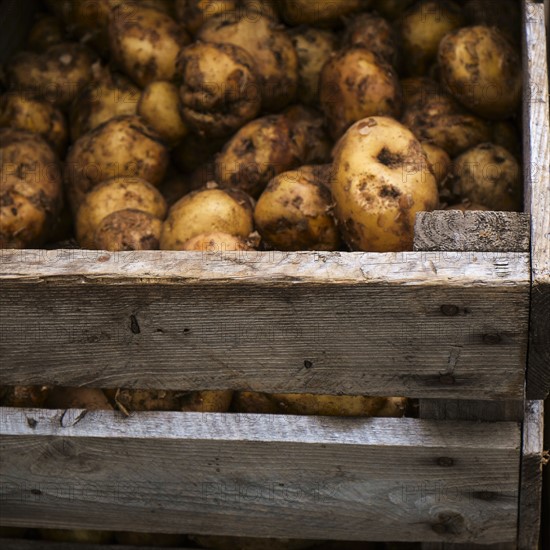 Potatoes in crate.