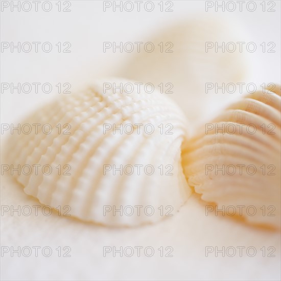 Studio shot of seashells.