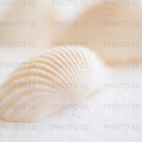 Studio shot of seashell.