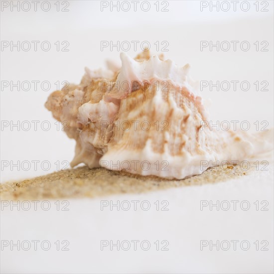 Studio shot of seashell.