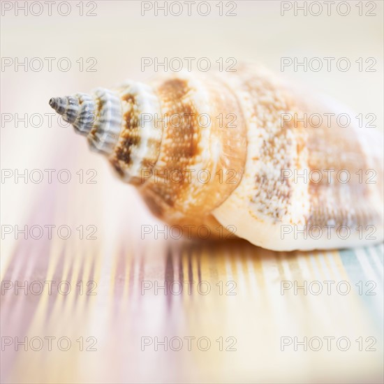 Studio shot of seashell.