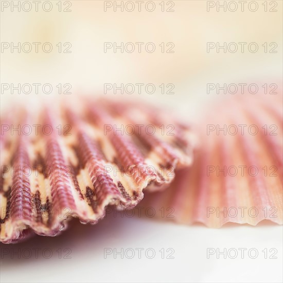 Studio shot of seashells.