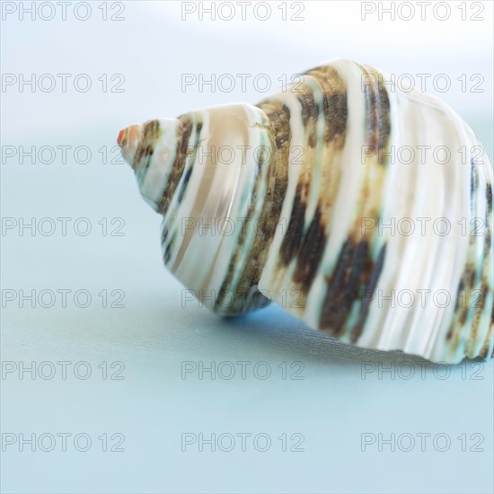 Studio shot of seashell.