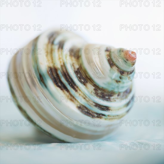 Studio shot of seashell.