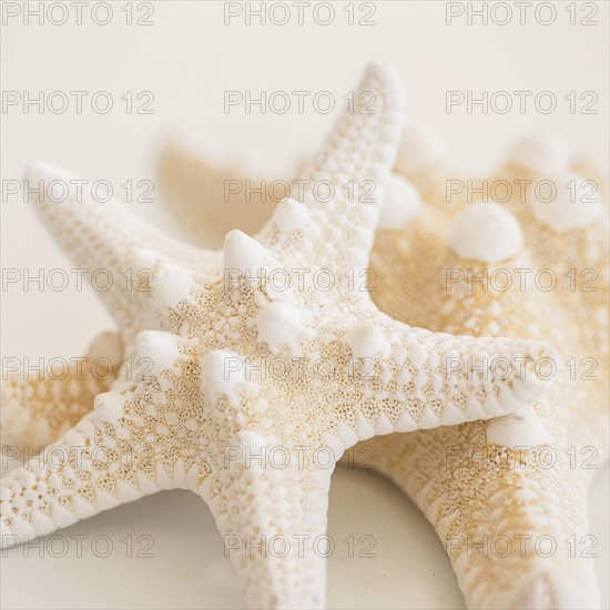 Studio shot of starfish.