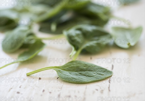 Studio shot of baby spinach.