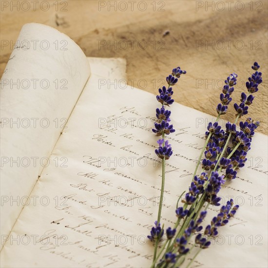 Studio shot of lavender on antique handwriting.