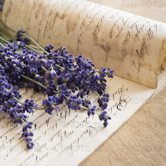 Studio shot of lavender on antique handwriting.