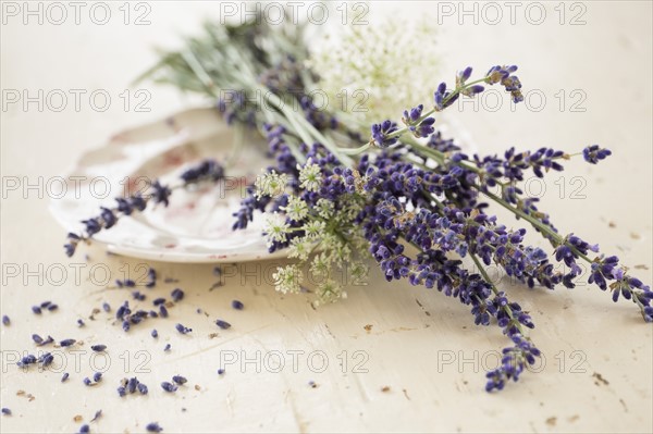 Studio shot of lavender flowers.