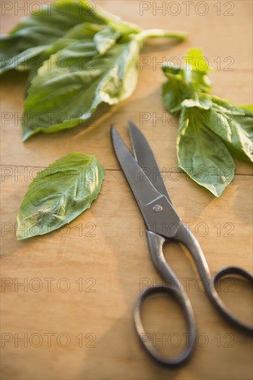 Studio shot of scissors and basil leaves