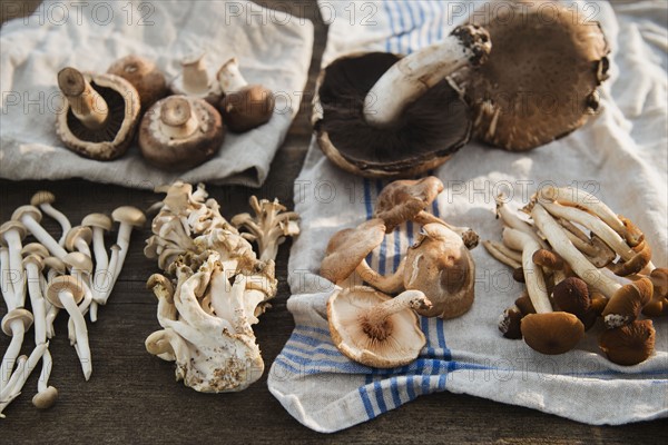 Studio shot of mushrooms on dishcloth