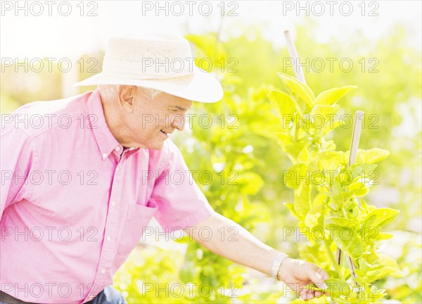 Portrait of senior man touching plant leaf in garden