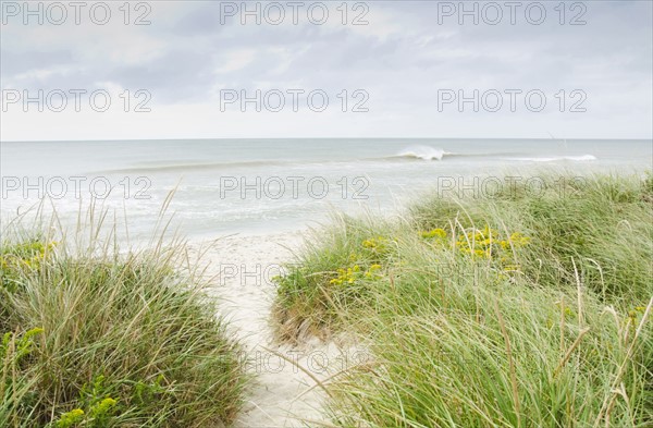Sandy beach overgrown with marram grass