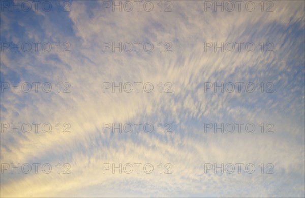 Cirrocumulus clouds in yellow light of setting sun