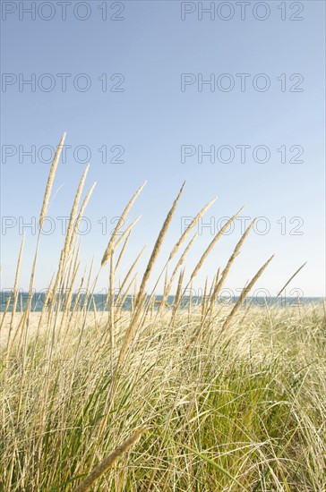 Close-up shot of stems of marram grass with sandy beach in background