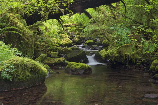 Steam and green forest