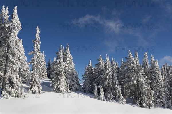 Snowcapped coniferous trees on hill