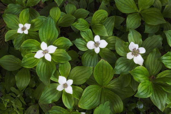 Close-up of white flowers with green leaves
