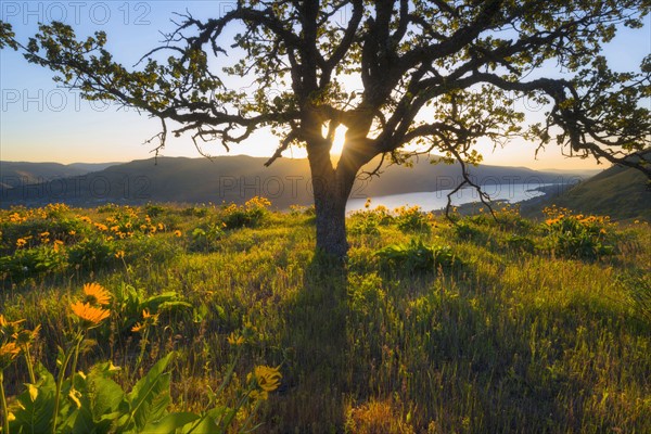 Sun shining through tree on hill