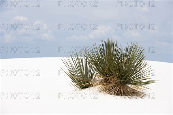 Landscape of sand dunes and plant
