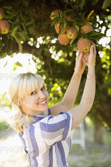 Woman picking apples in orchard