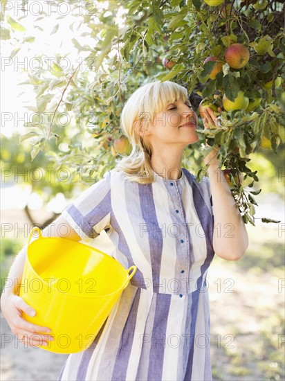 Woman picking apples in orchard