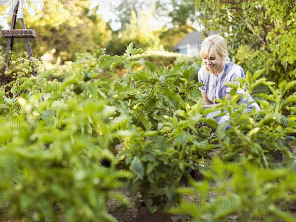 Woman picking vegetables in garden