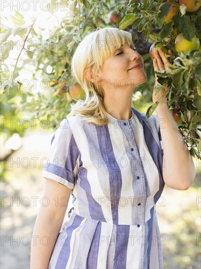 Woman picking apples in orchard