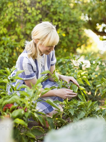 Woman picking vegetables in garden